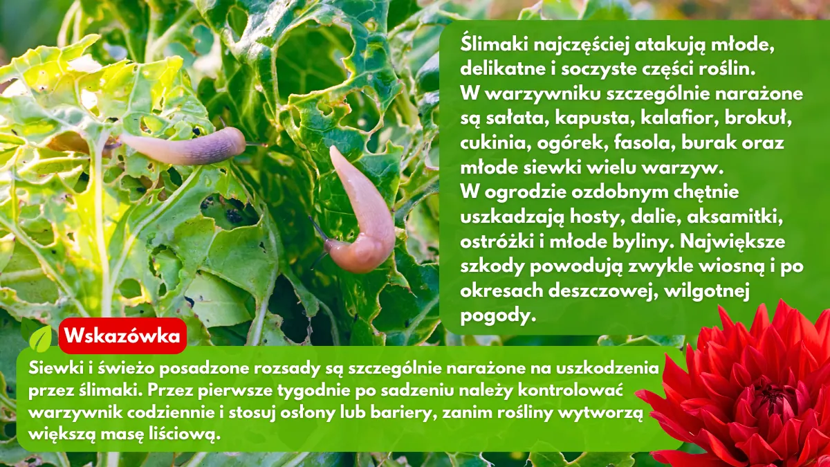 Jakie gatunki roślin są atakowane przez ślimaki w ogrodzie blog sklep rajogrodnika
